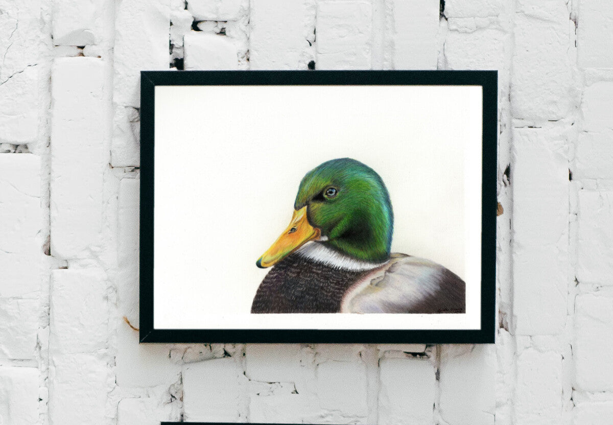 Mallard Art Print