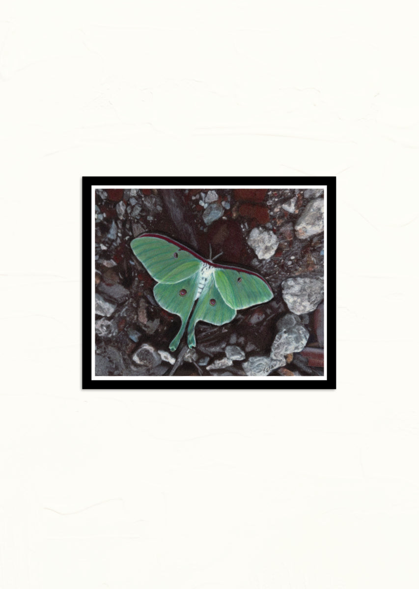 "Evanescence" Luna Moth Fine Art Print