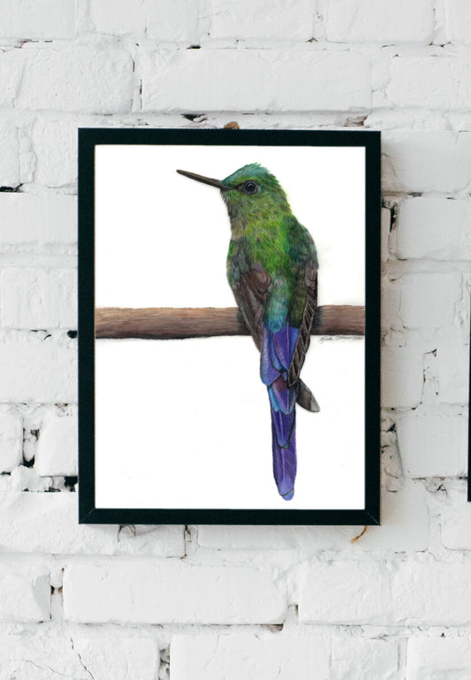 Violet Tailed Hummingbird Art Print